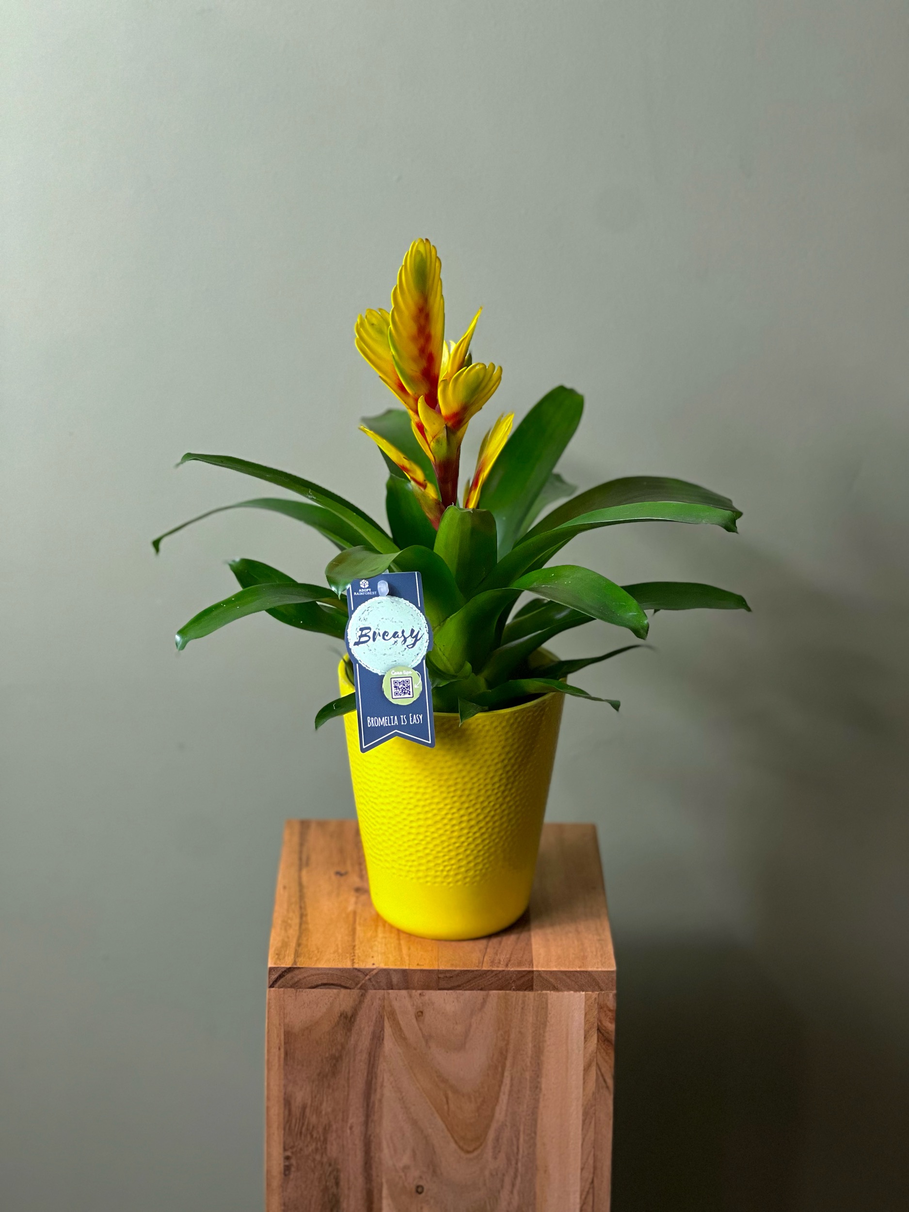 Yellow Bromelia