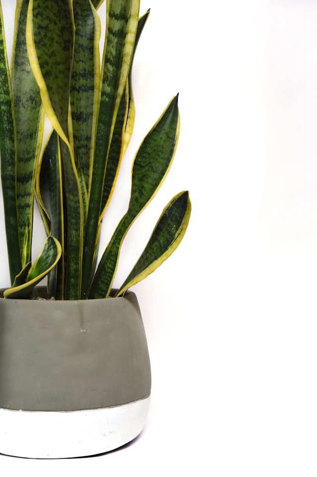 Sansevieria