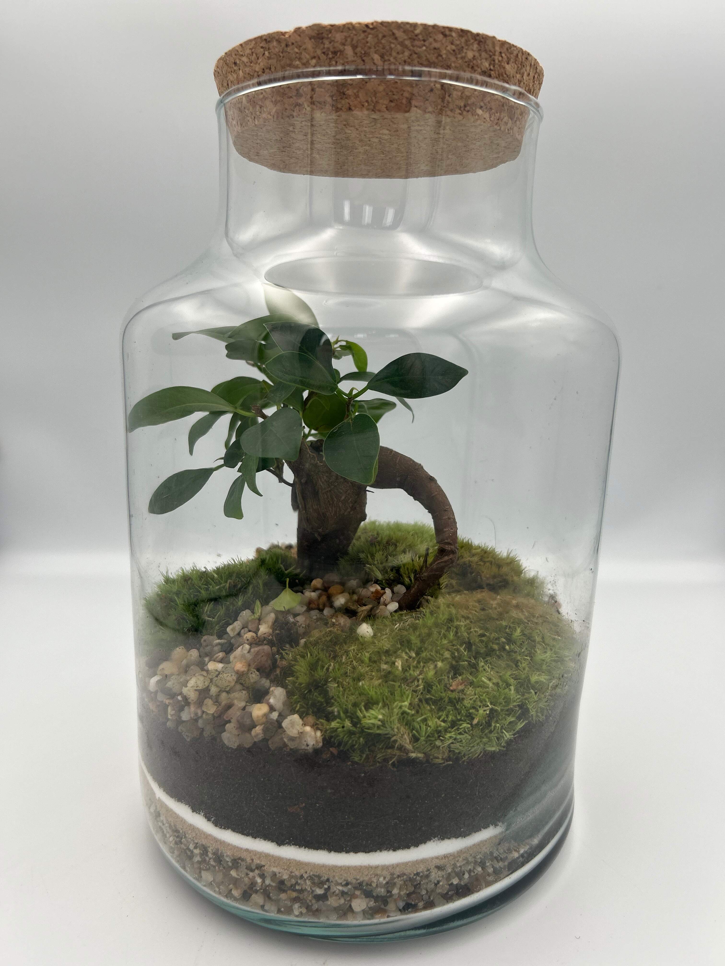 Bonsai Terrarium