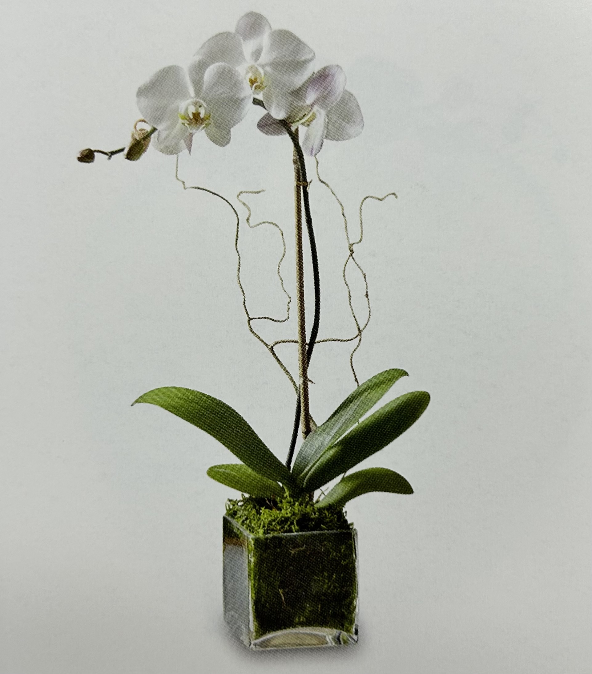 White Phalaenopsis