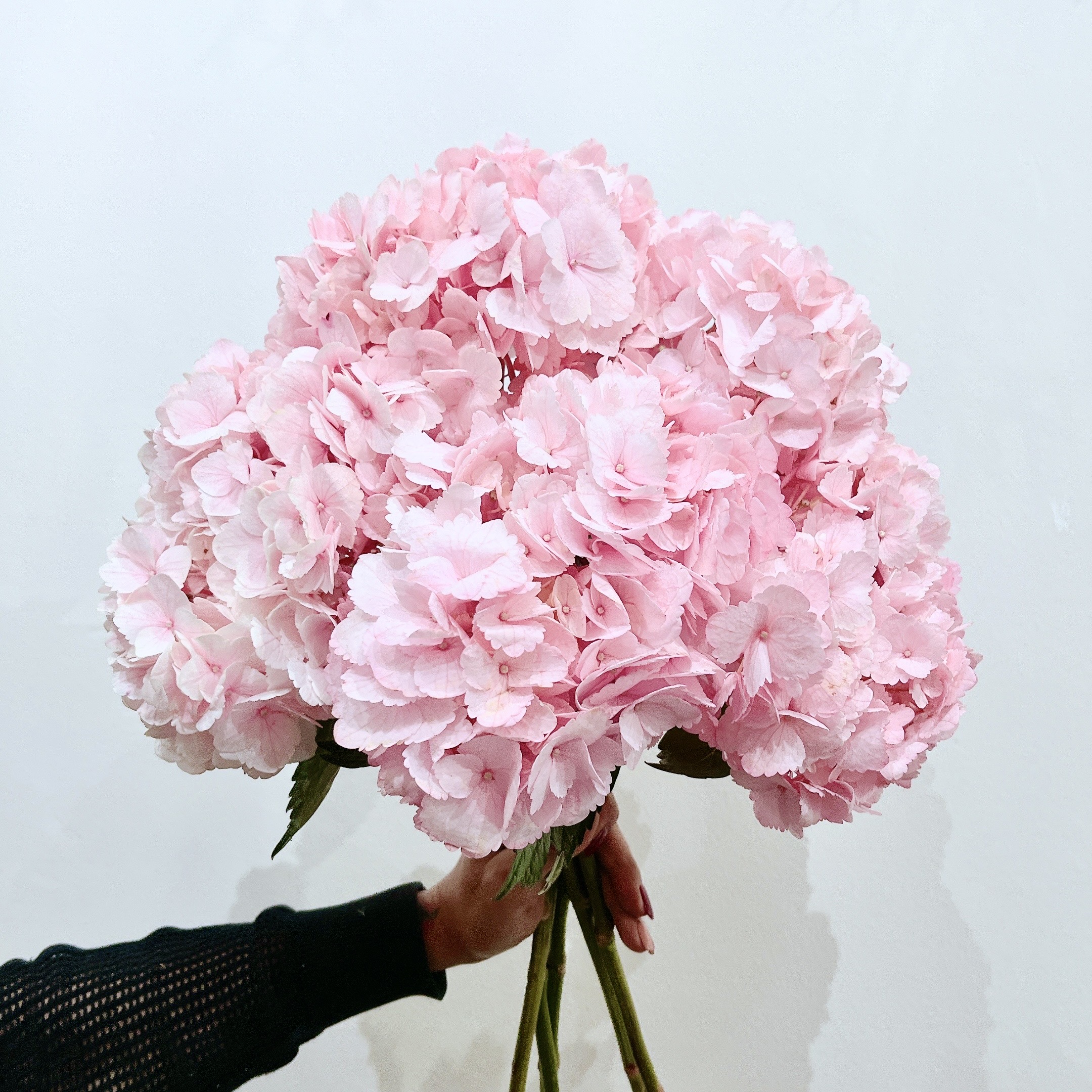 Pink Hydrangea