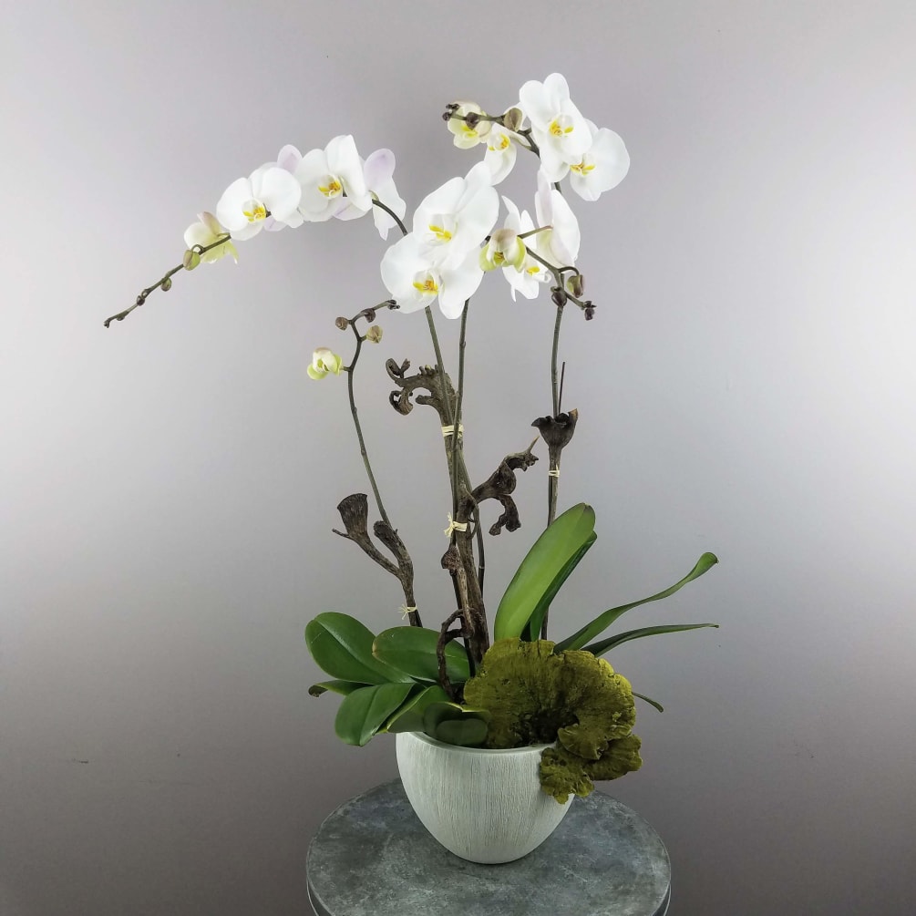 White Live Orchids