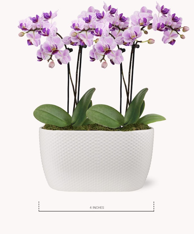 Petite Purple Passion