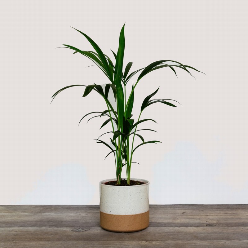 Kentia Palm