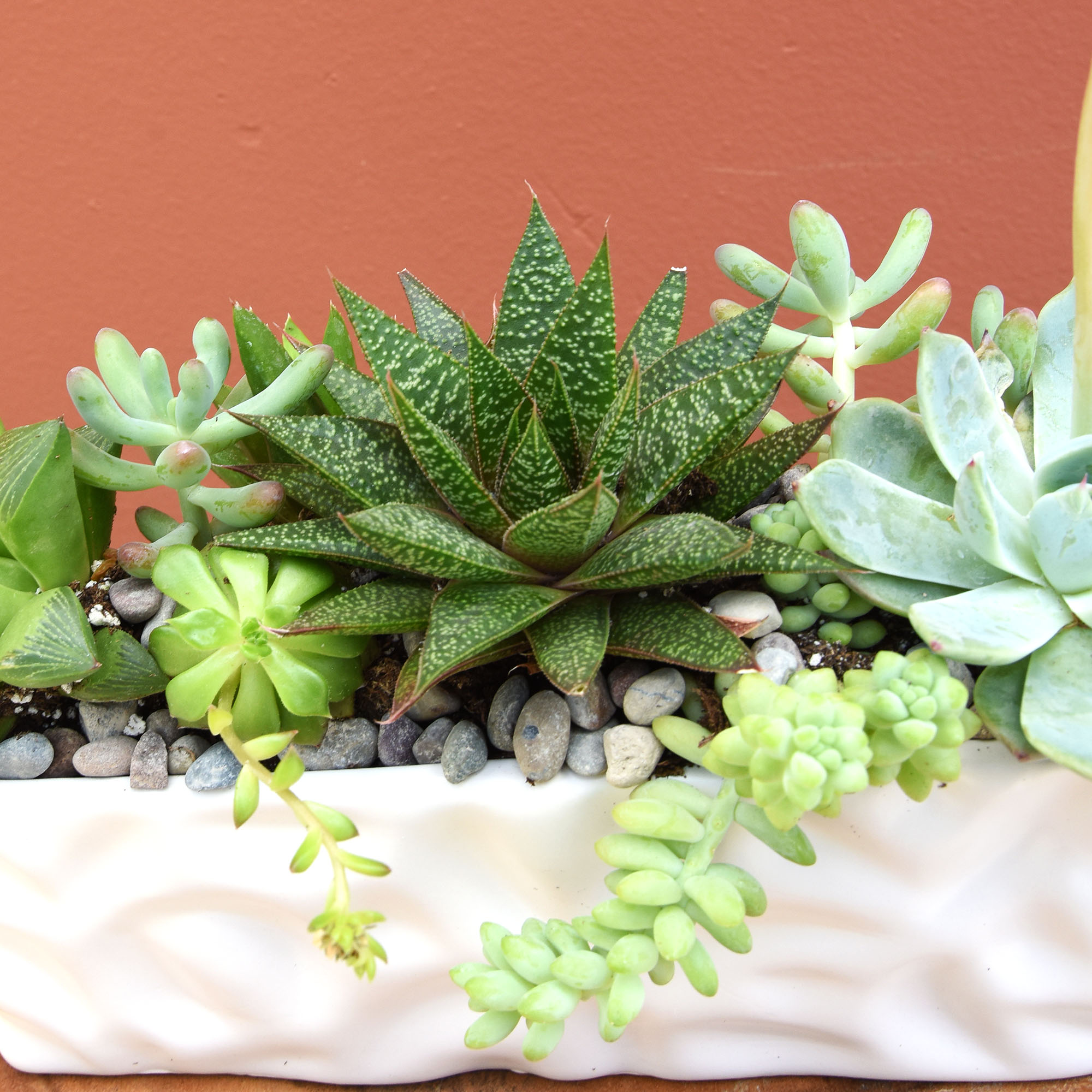 Succulent Garden