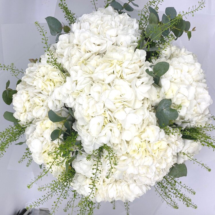 White Hydrangeas