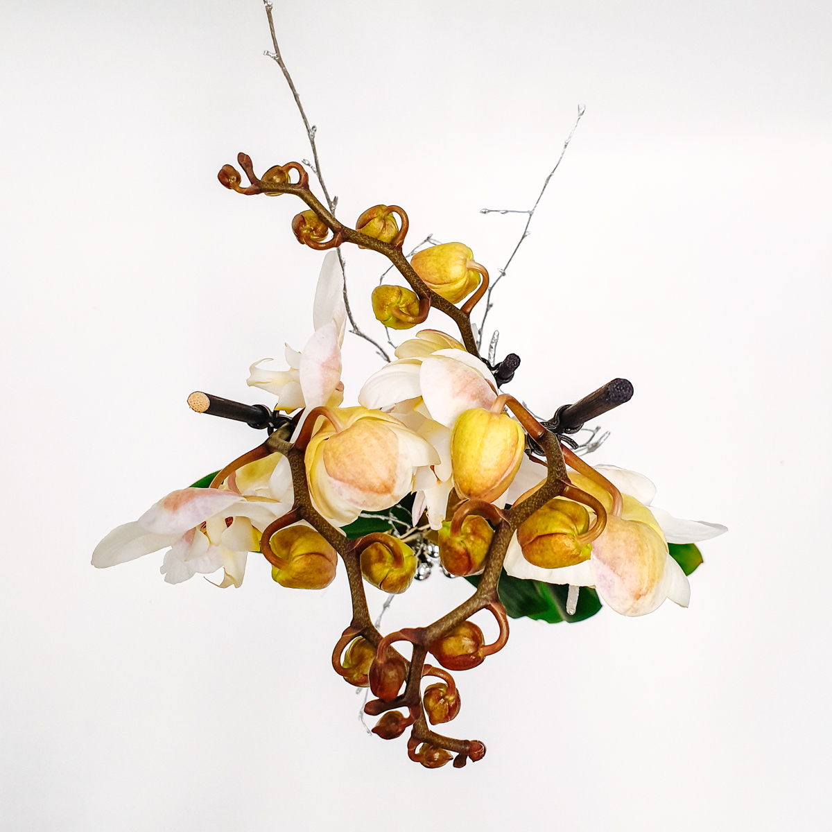 Majestic White Orchid