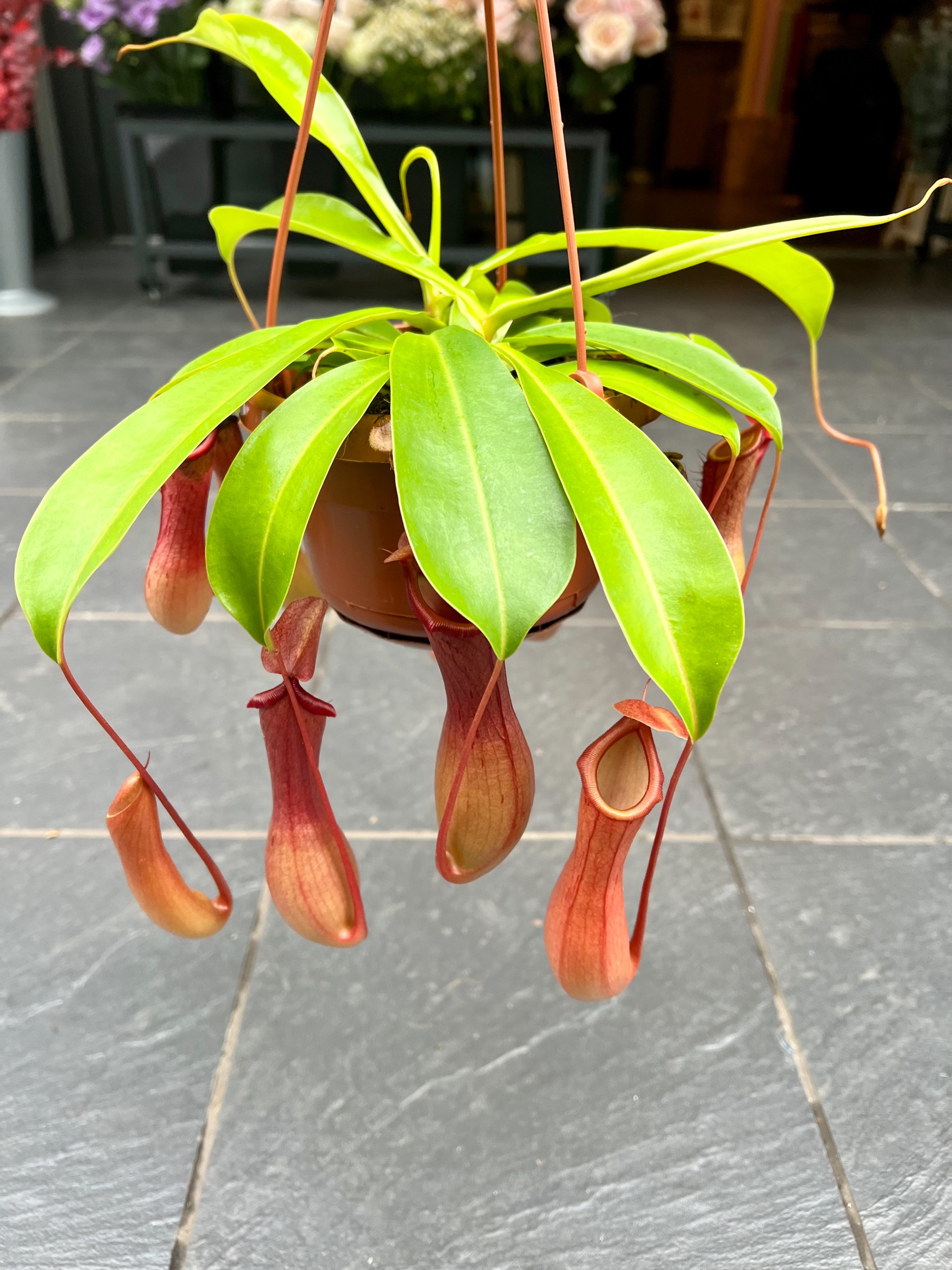 Nepenthes Alata