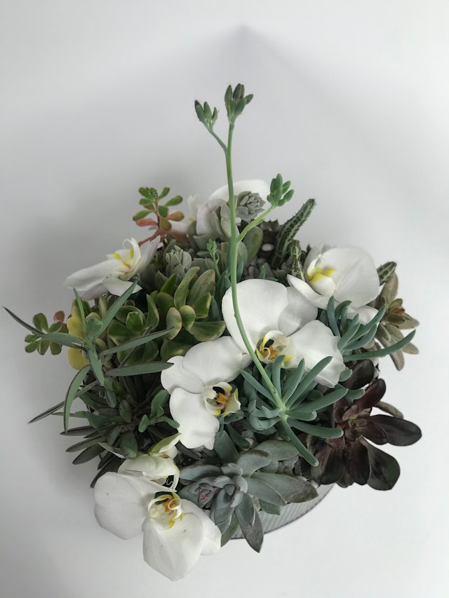 Succulents & Orchids