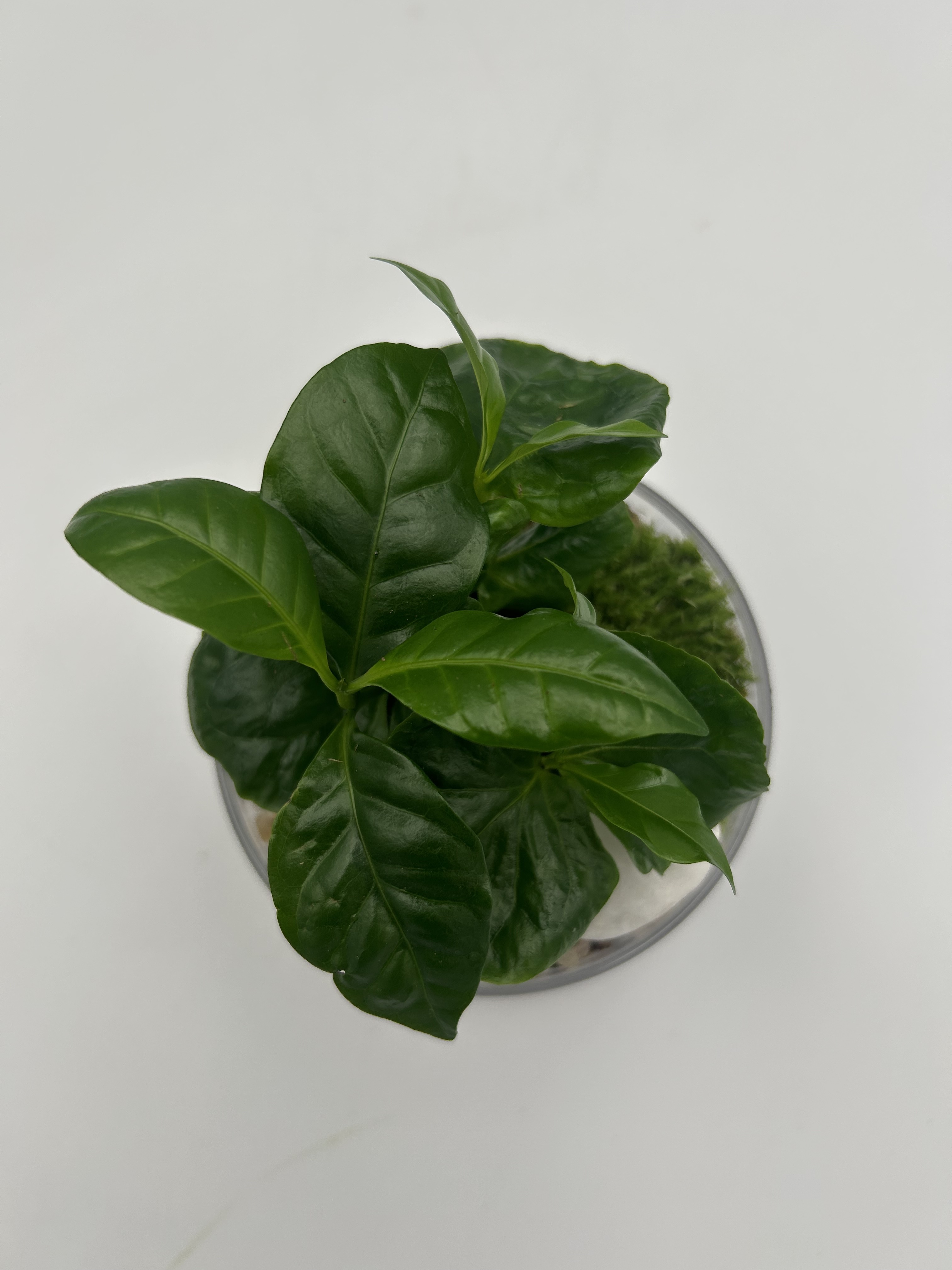 Coffee Dome Terrarium