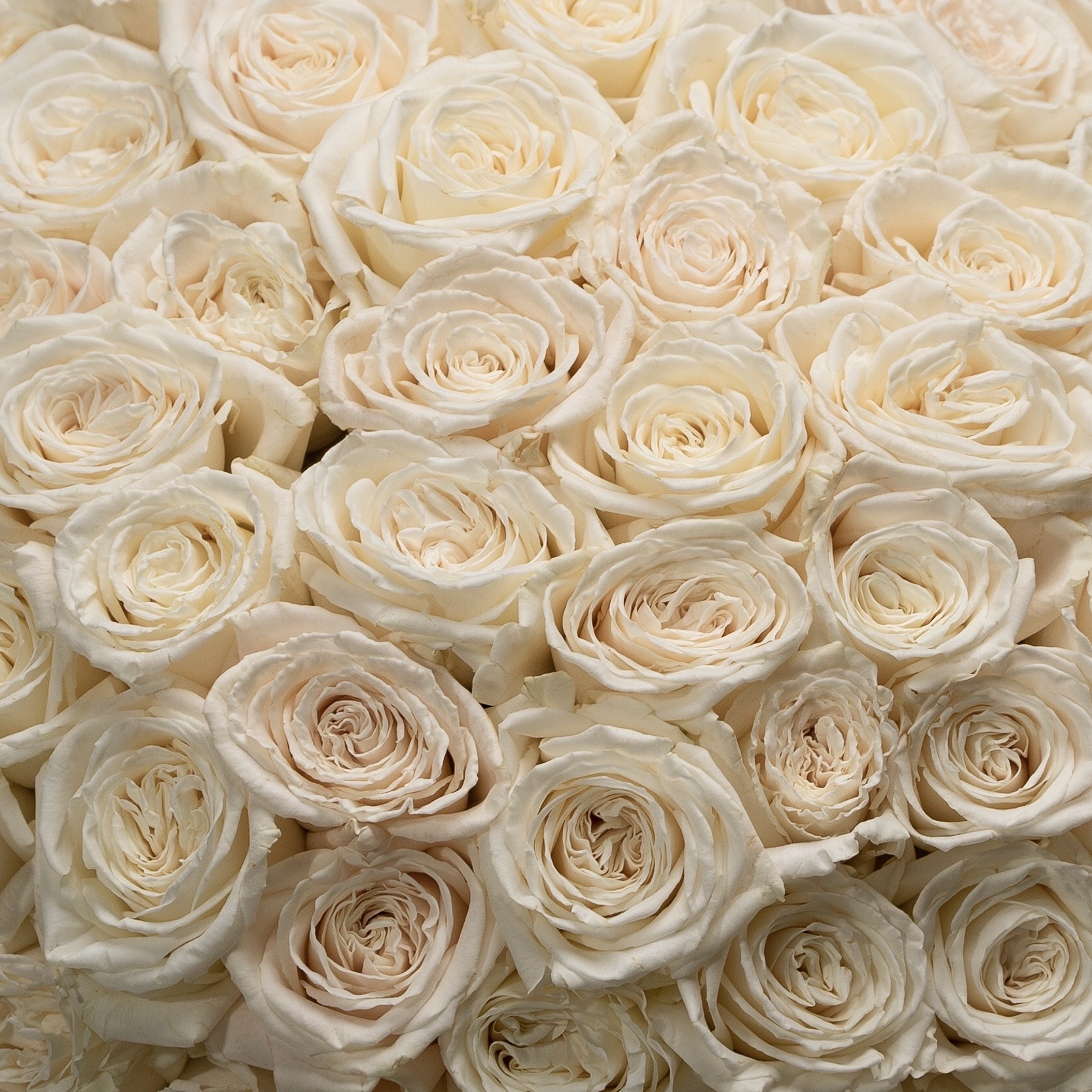 No.235 - White Roses