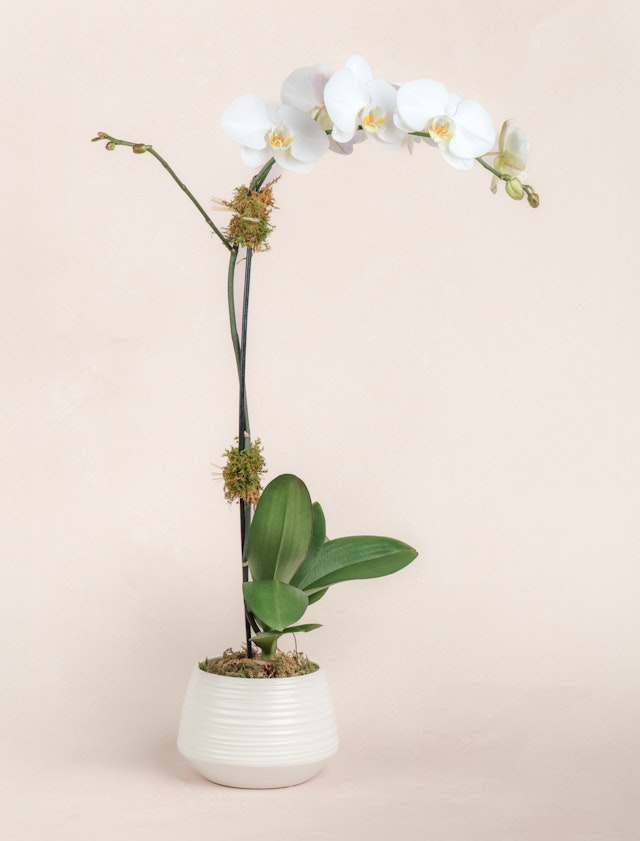 White Orchid
