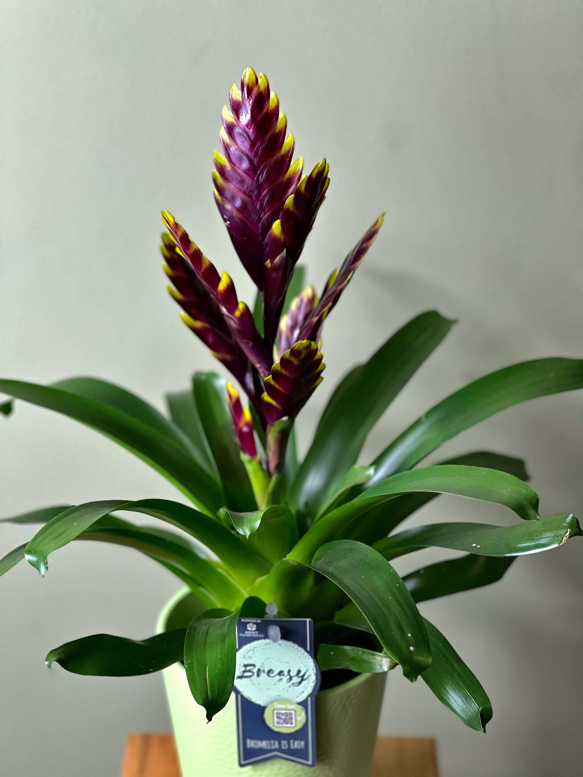 Dark Bromelia