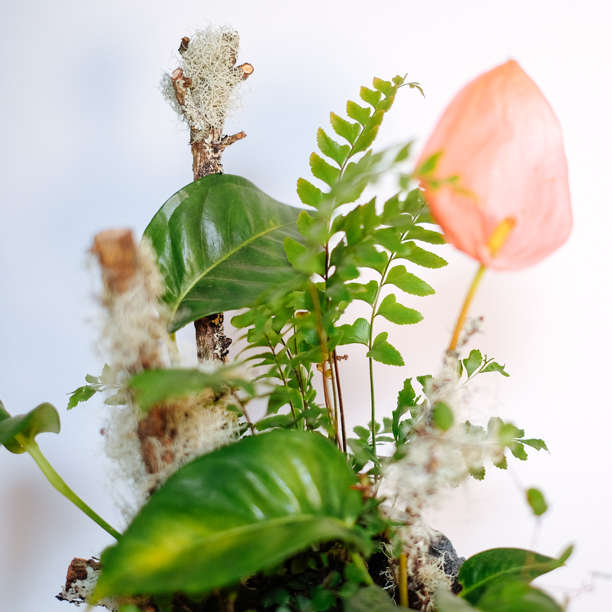 Original by Orchidya — flowers available for delivery from Floom