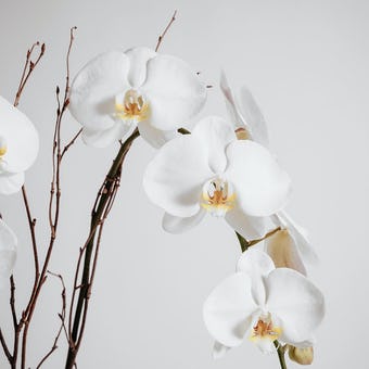 Double Orchid original