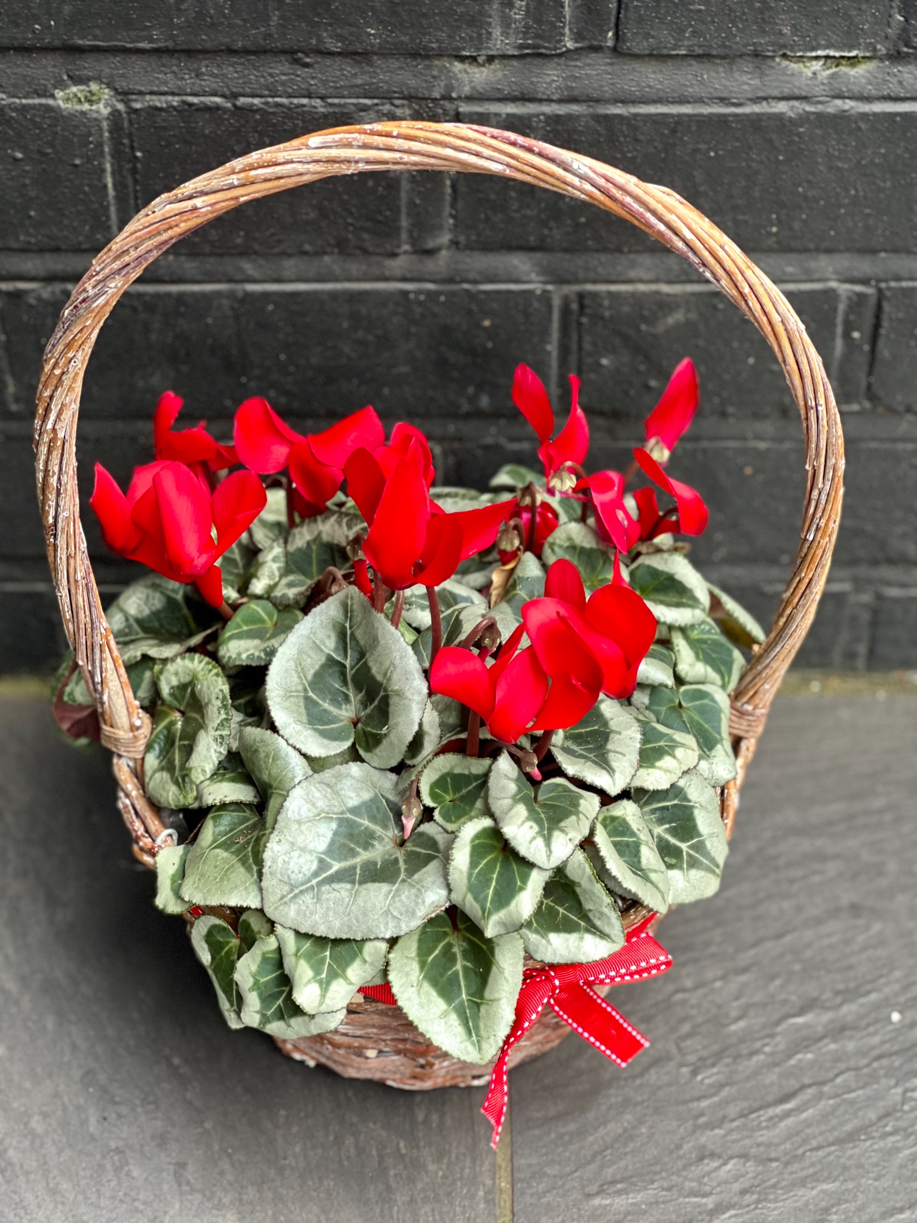 Cyclamen in Basket