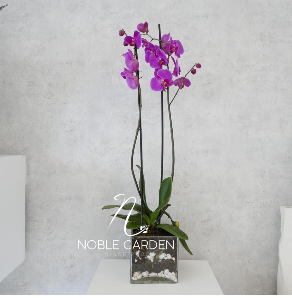 Purple orchid special