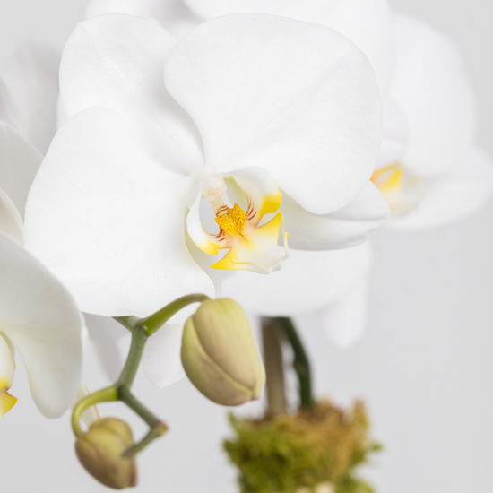 White Orchid