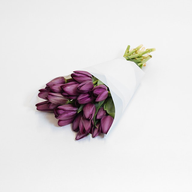 Deep purple Tulips