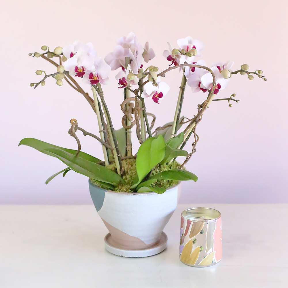 Pink Fantasy Orchids