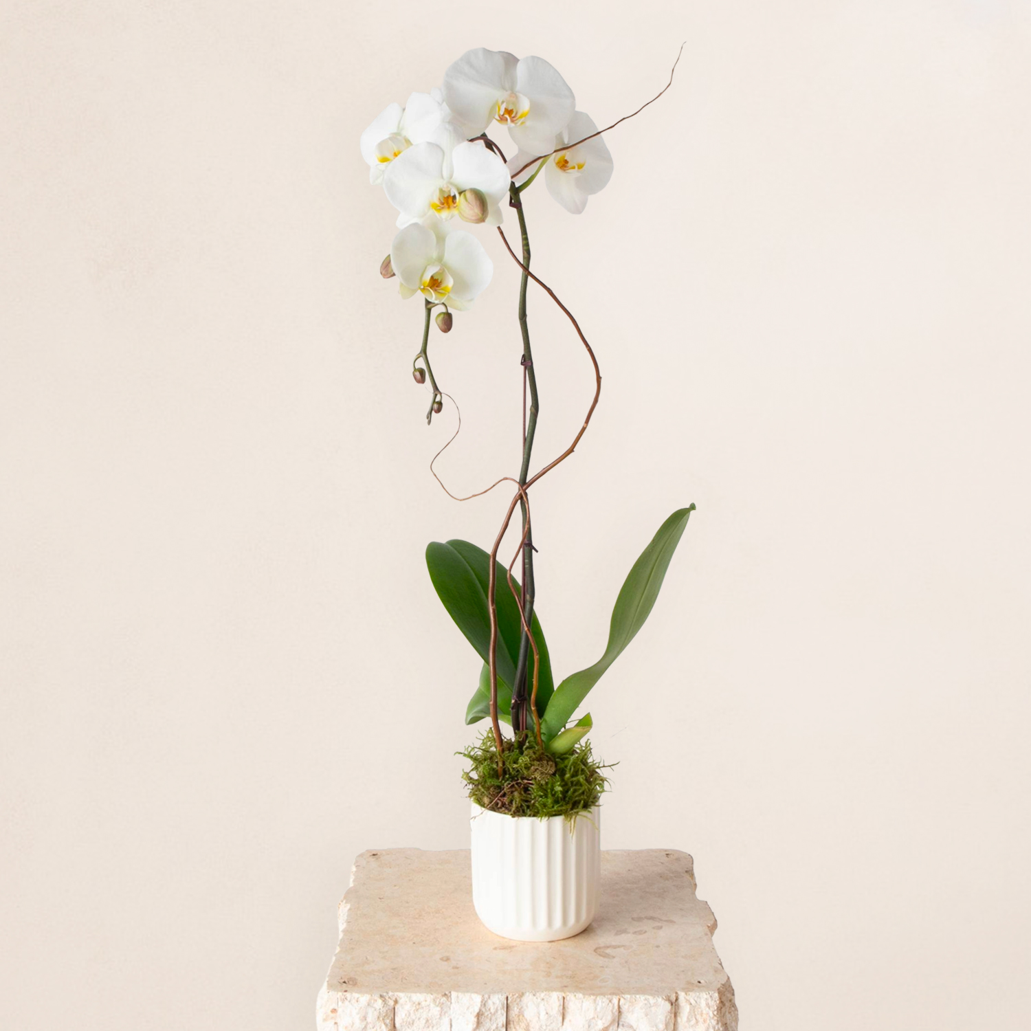 1 Stem Potted Orchid