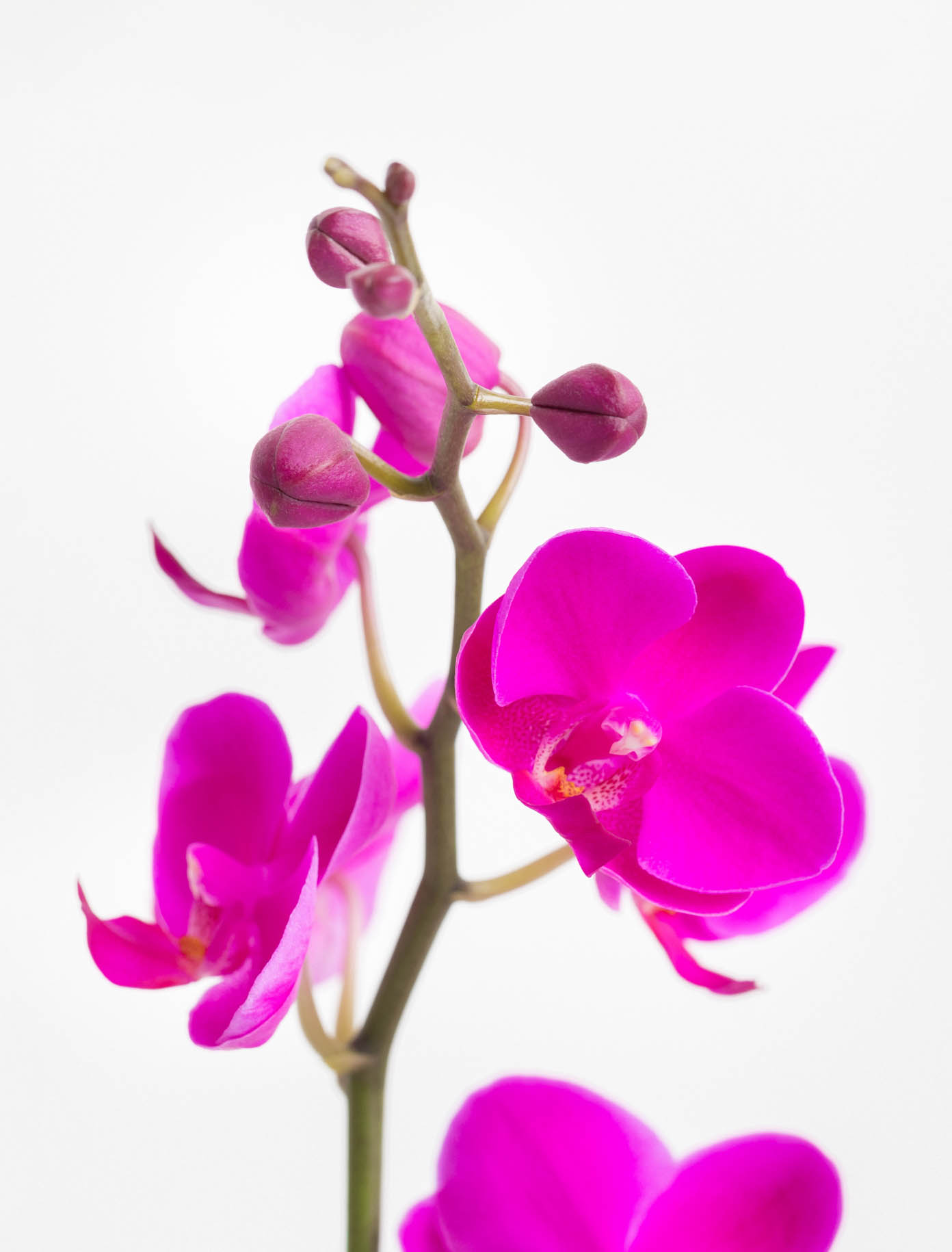 Magenta Orchid
