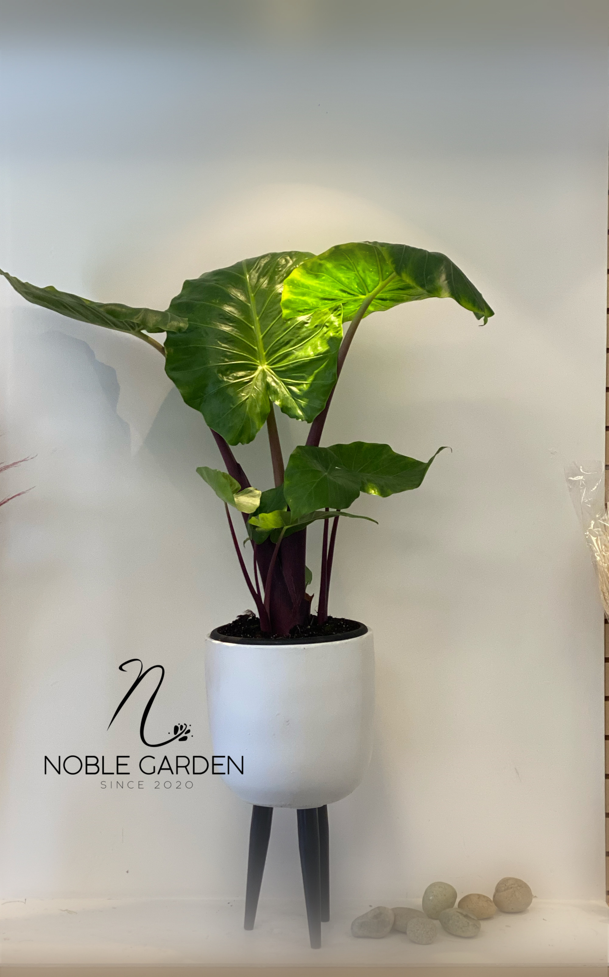 Original by Noble Garden — flowers available for delivery from Floom