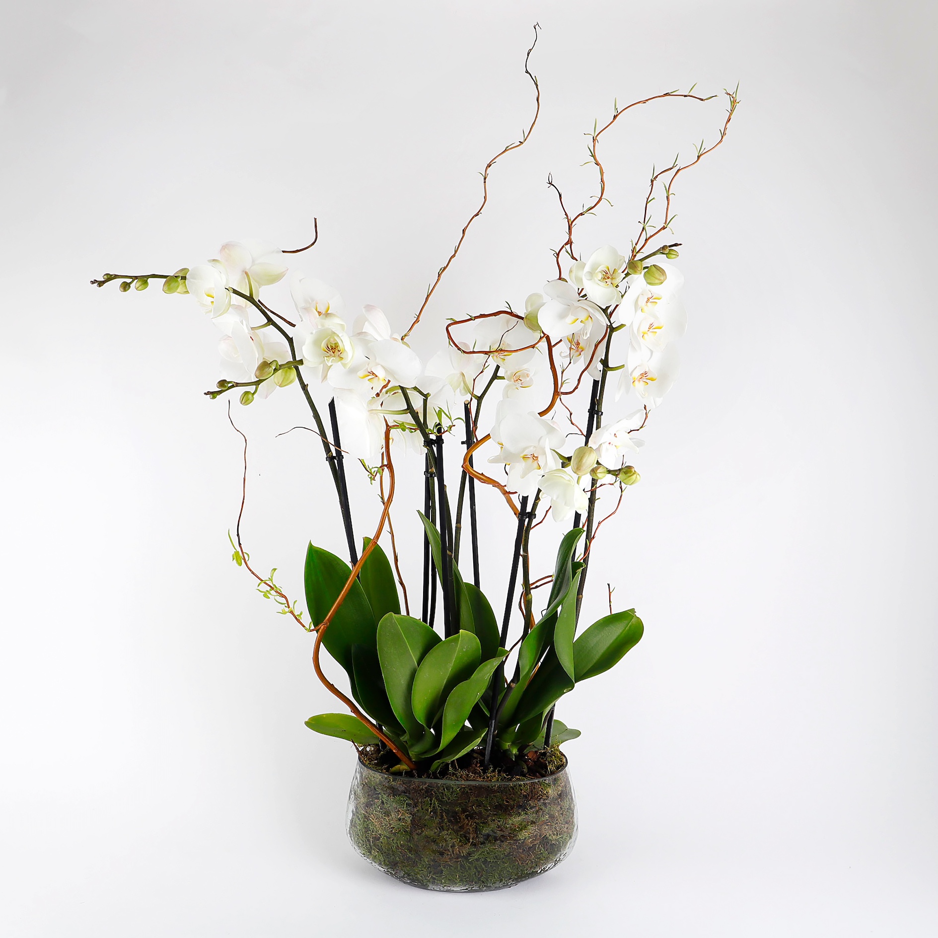 Orchid Duo Elegance