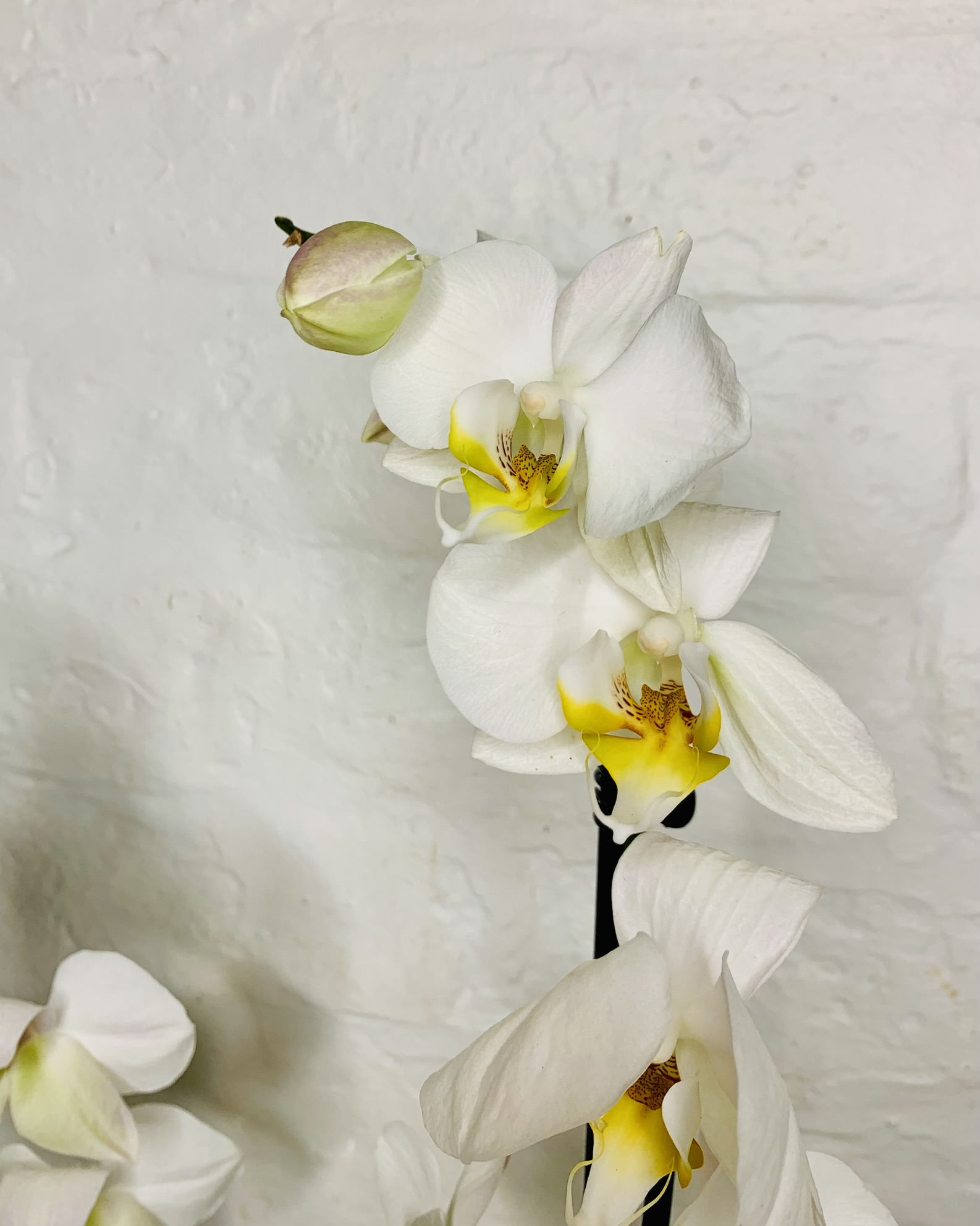 White Orchid Plant
