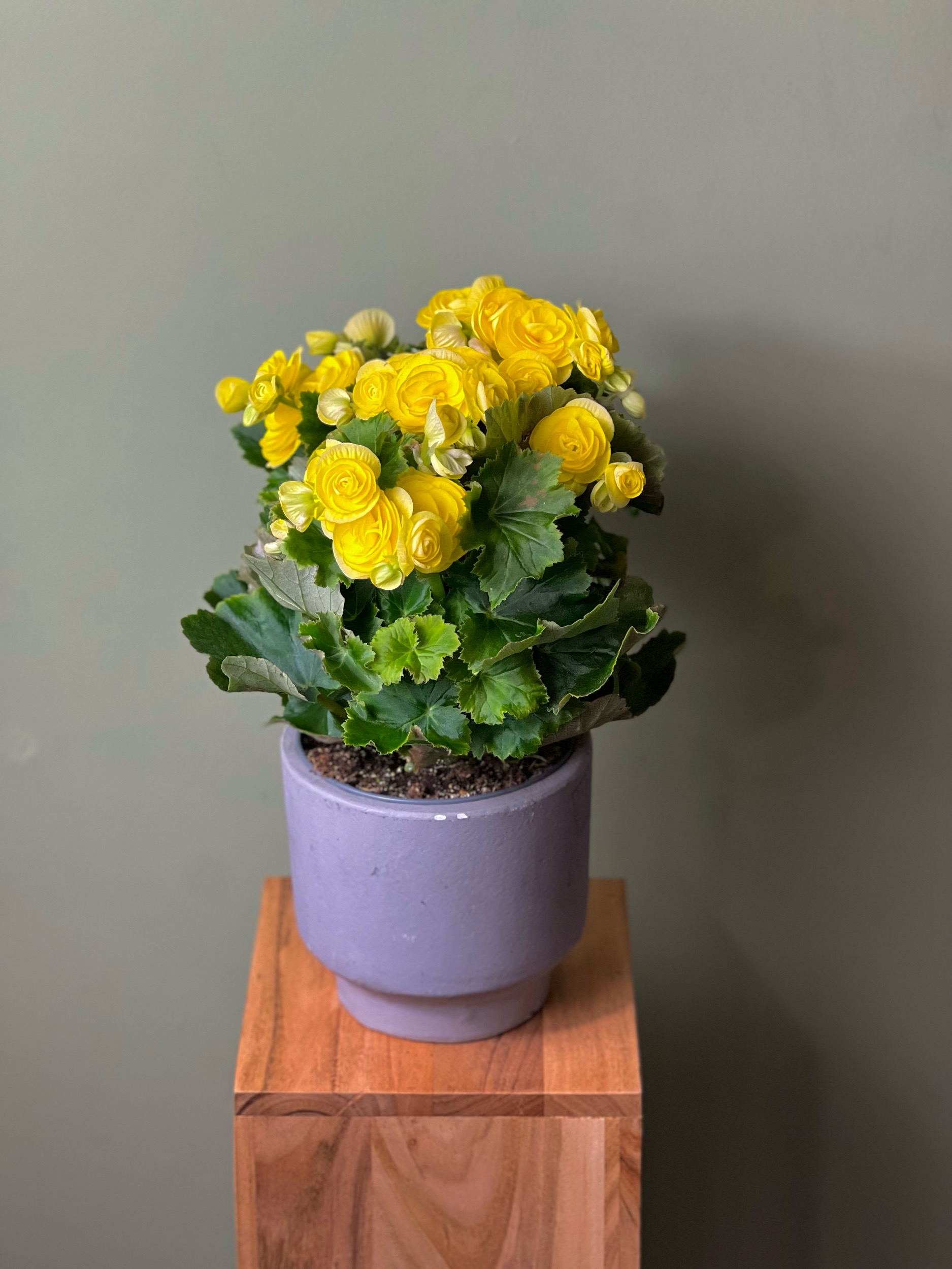 Yellow Begonia
