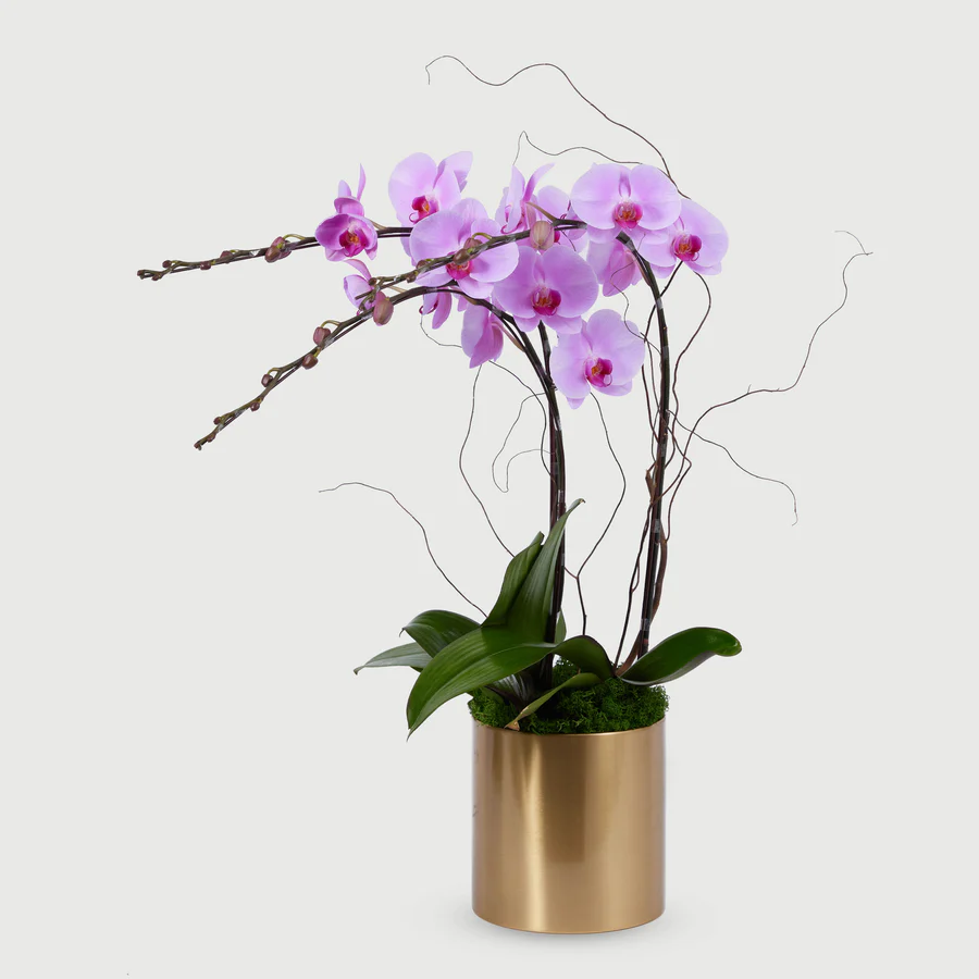 Orchid Classic