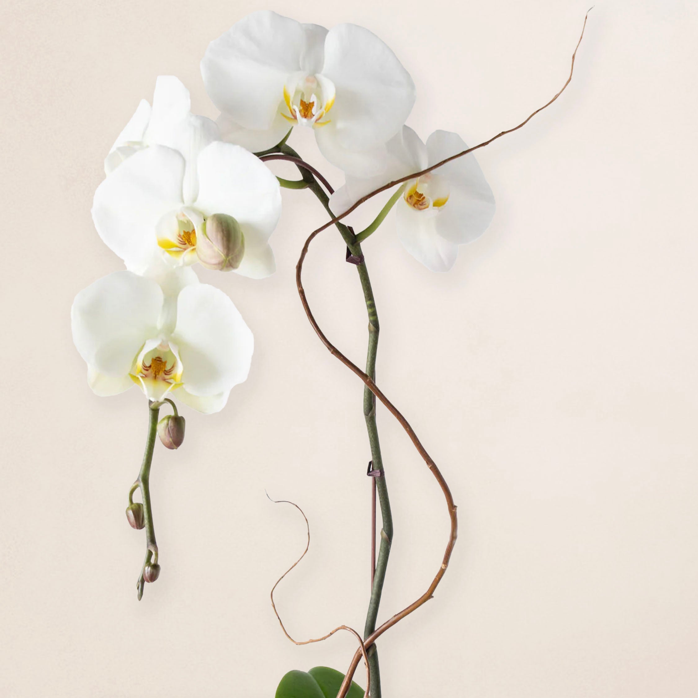 1 Stem Potted Orchid