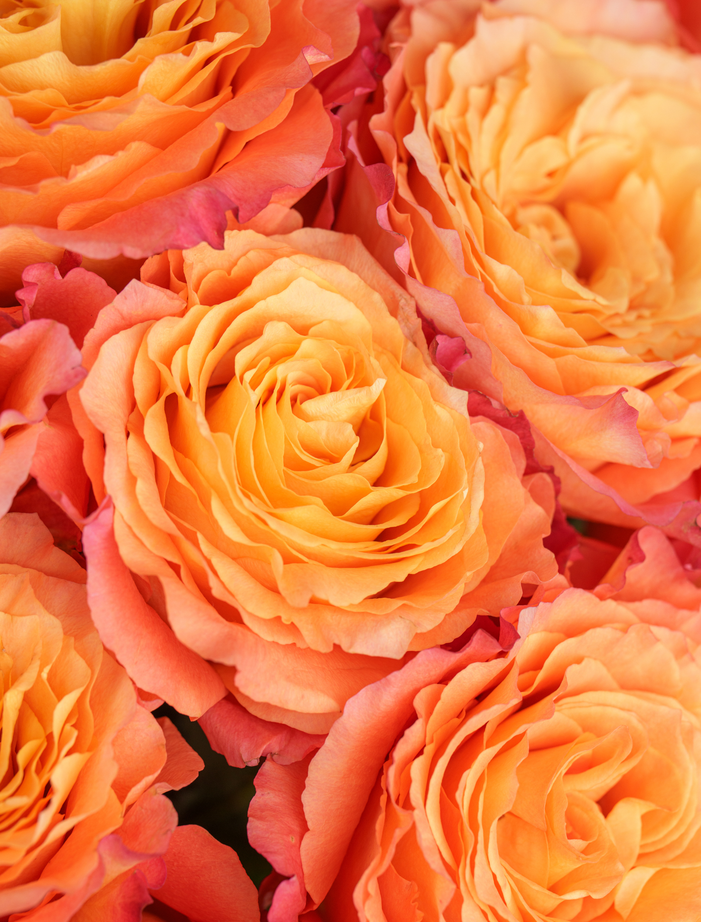 Original by Ode a La ROSE- Chicago  — flowers available for delivery from Floom