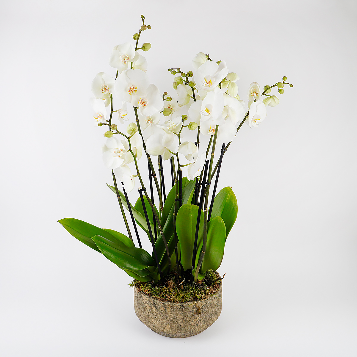 3 Orchid Arrangement