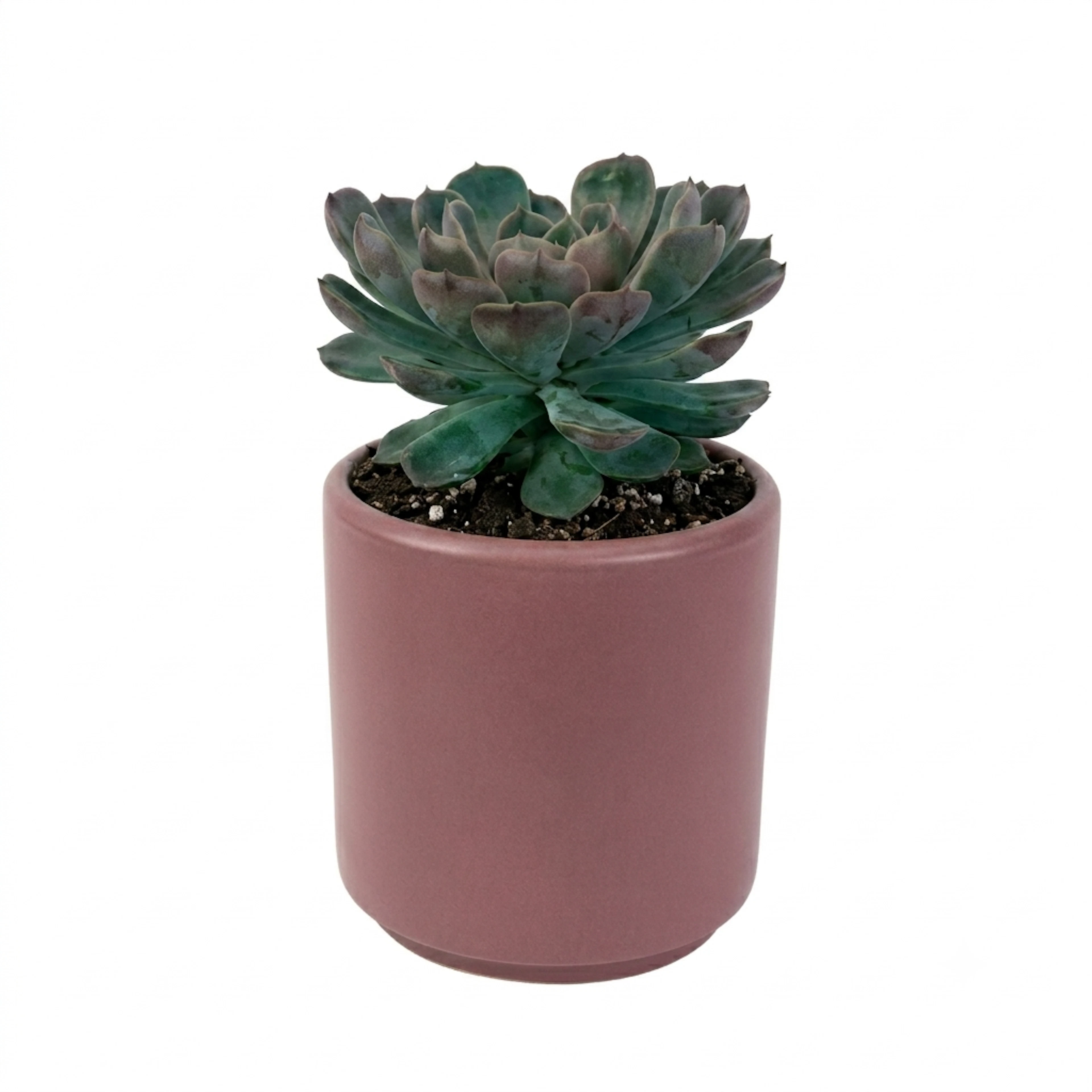 Echeveria