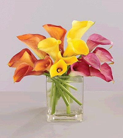 Sweet callas 