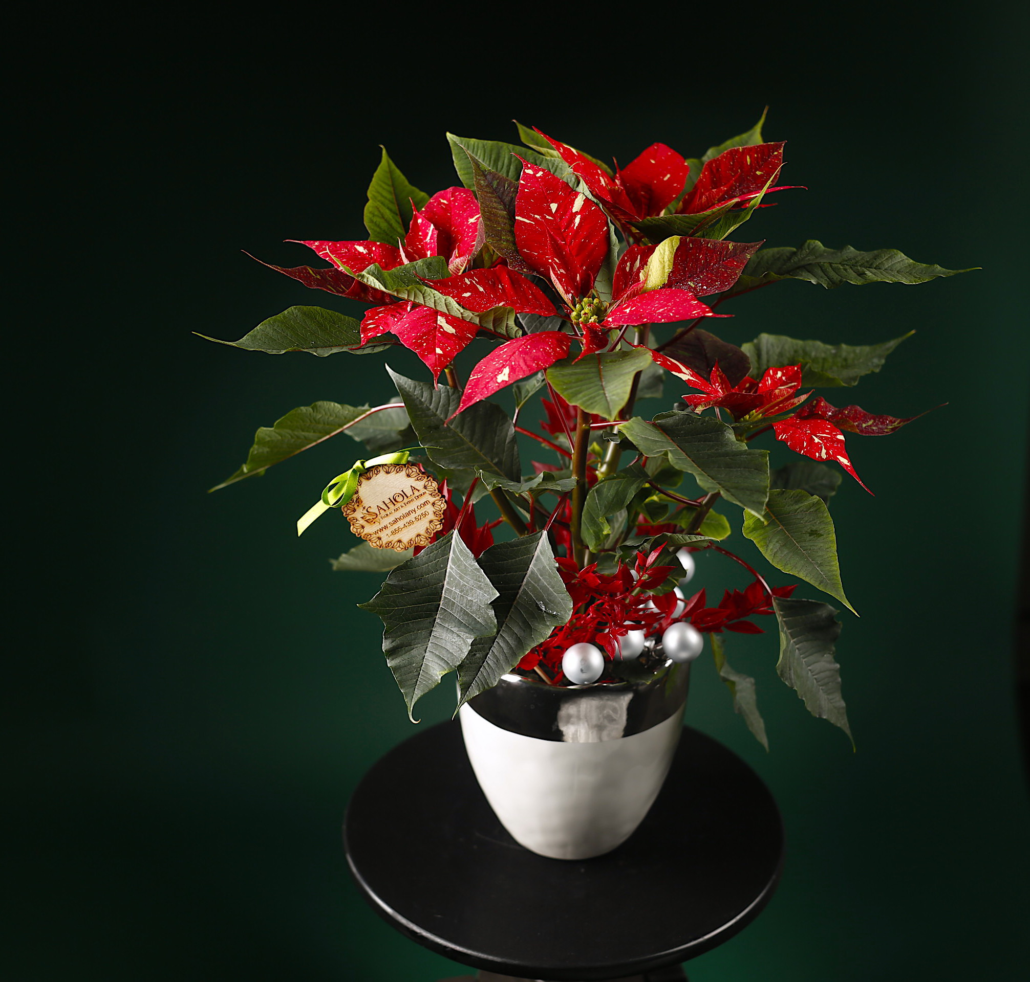 Poinsettia