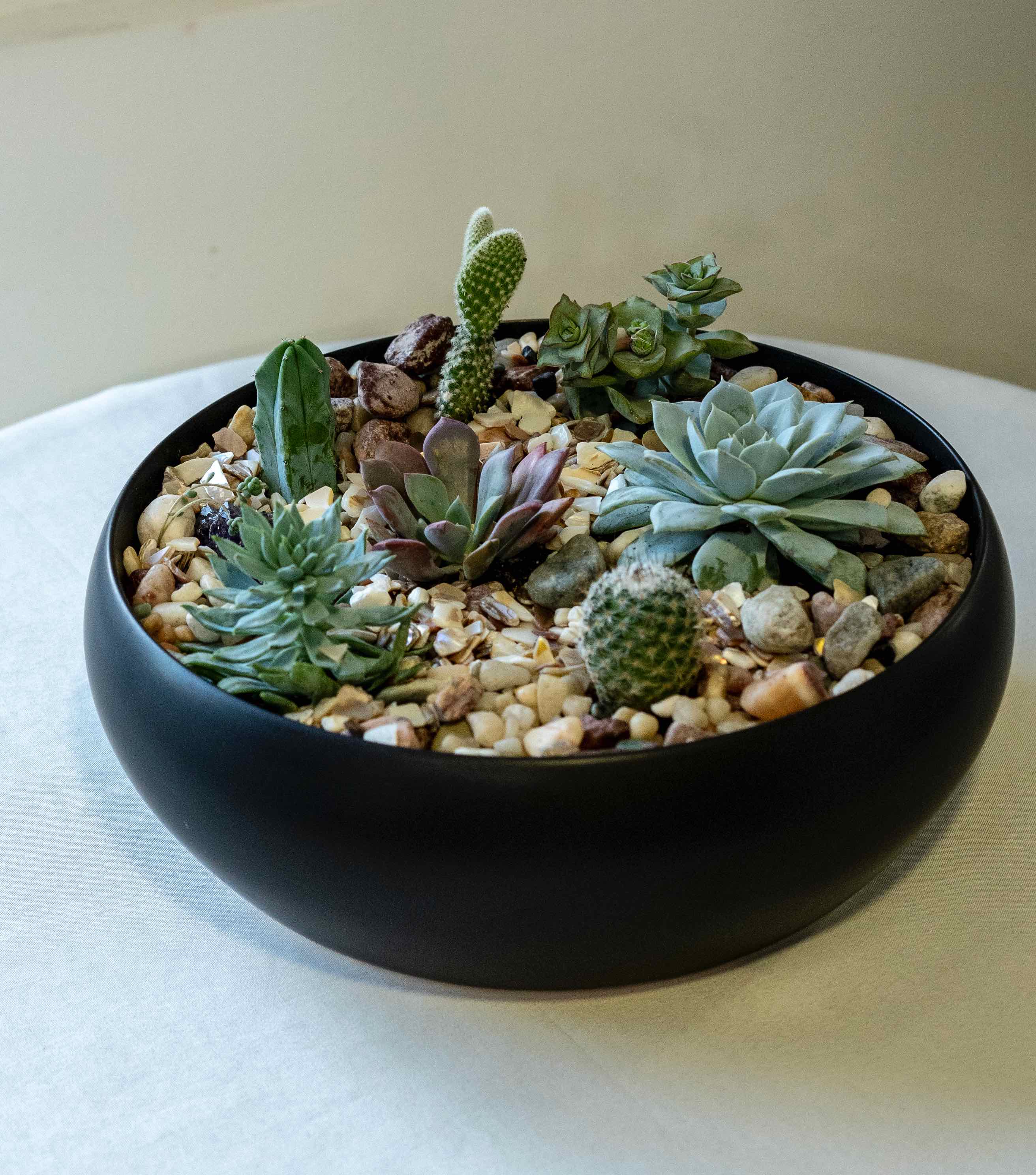 Succulents in a pot