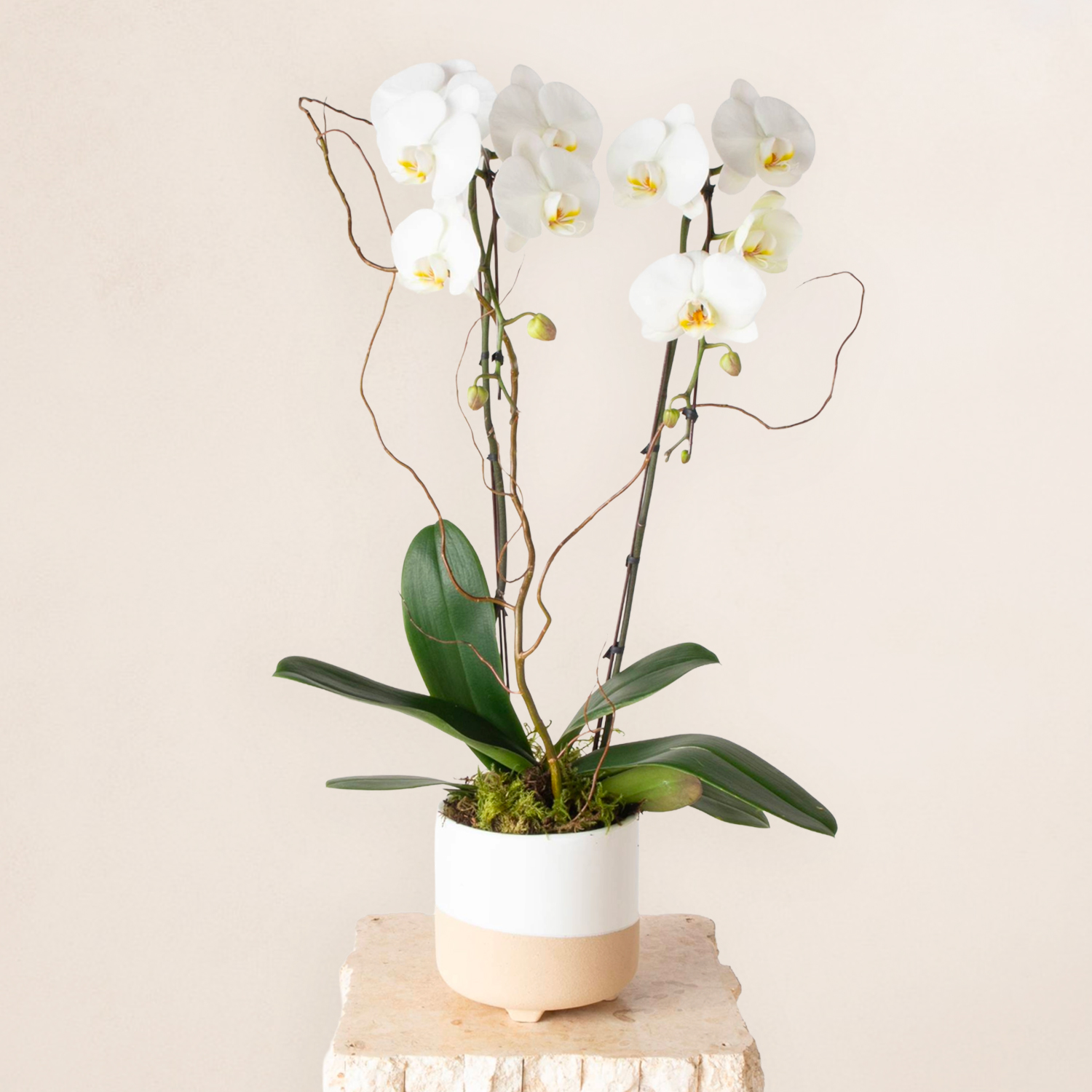 2 Stems Potted Orchid