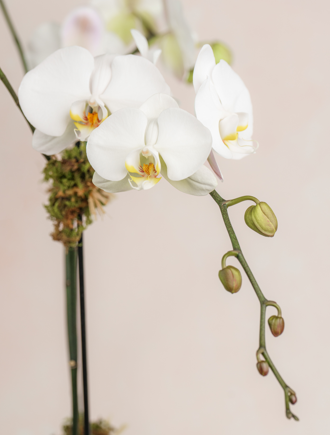 Original by Ode a La ROSE- Chicago  — flowers available for delivery from Floom