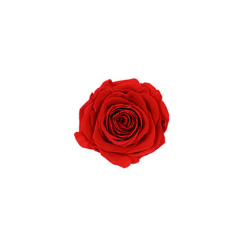 Red - Eternity Rose