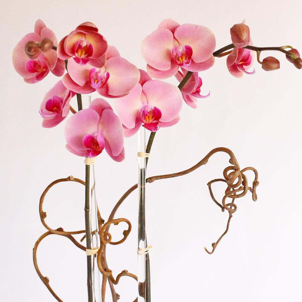 Encino Orchid Love