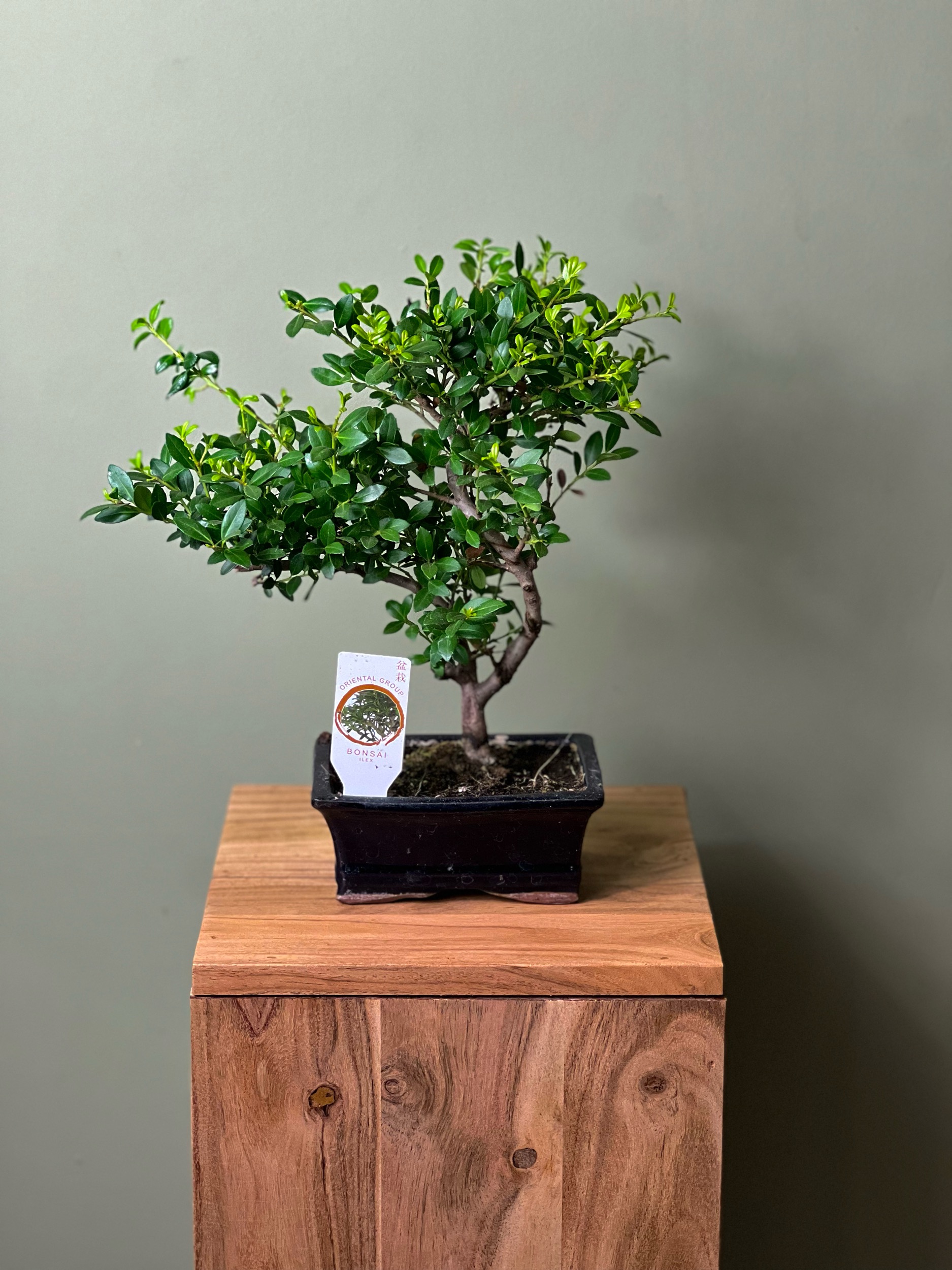 Small Bonsai
