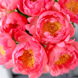Coral Peonies En Mass