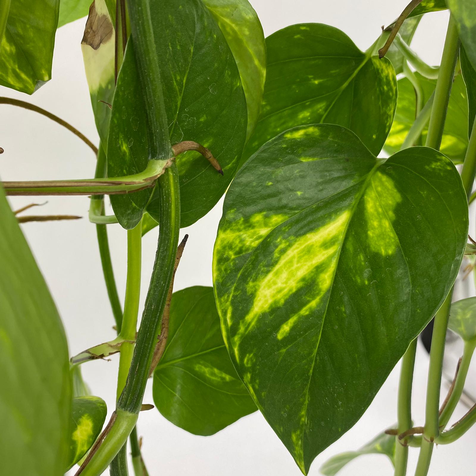 Hanging Pothos plant