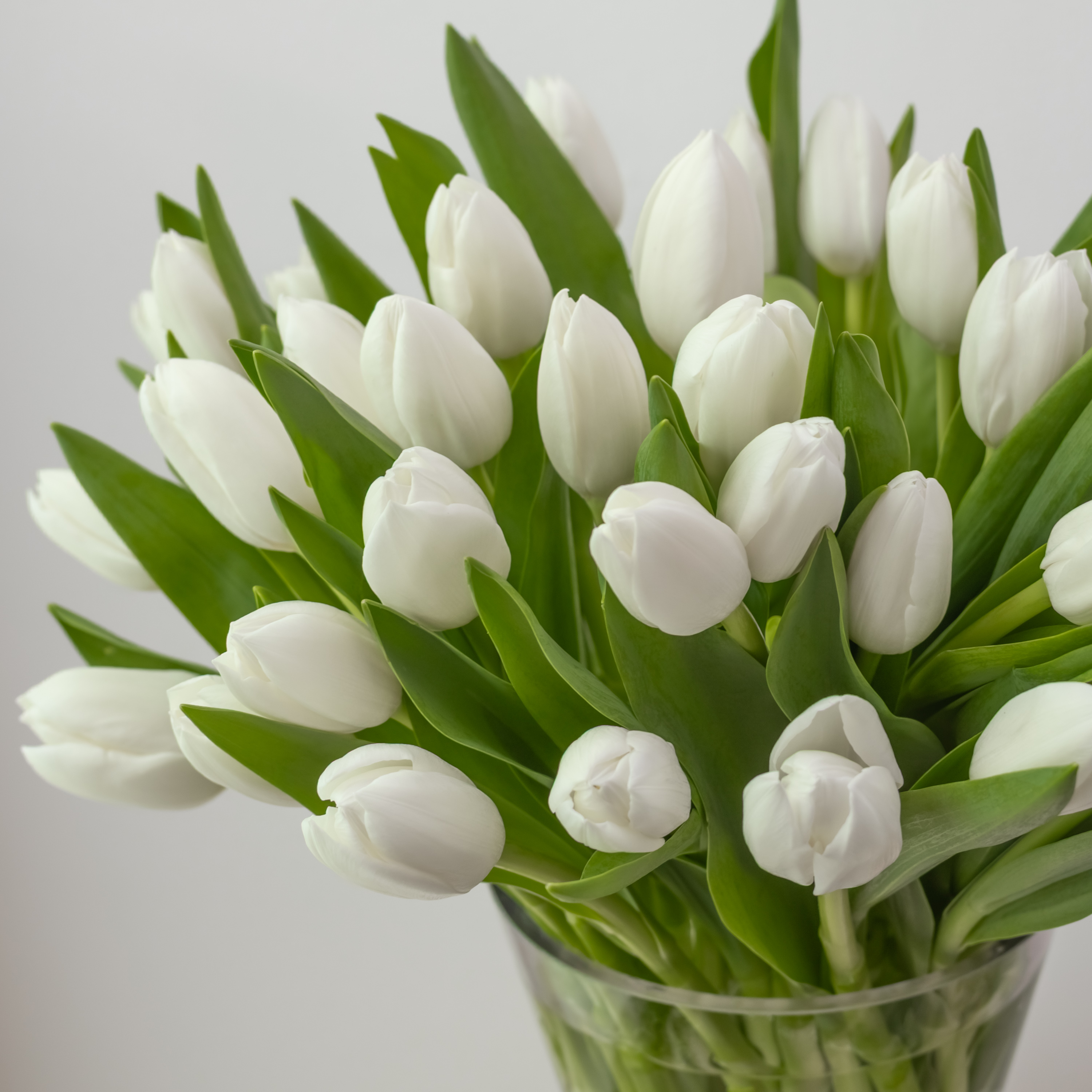 White Maison Tulips