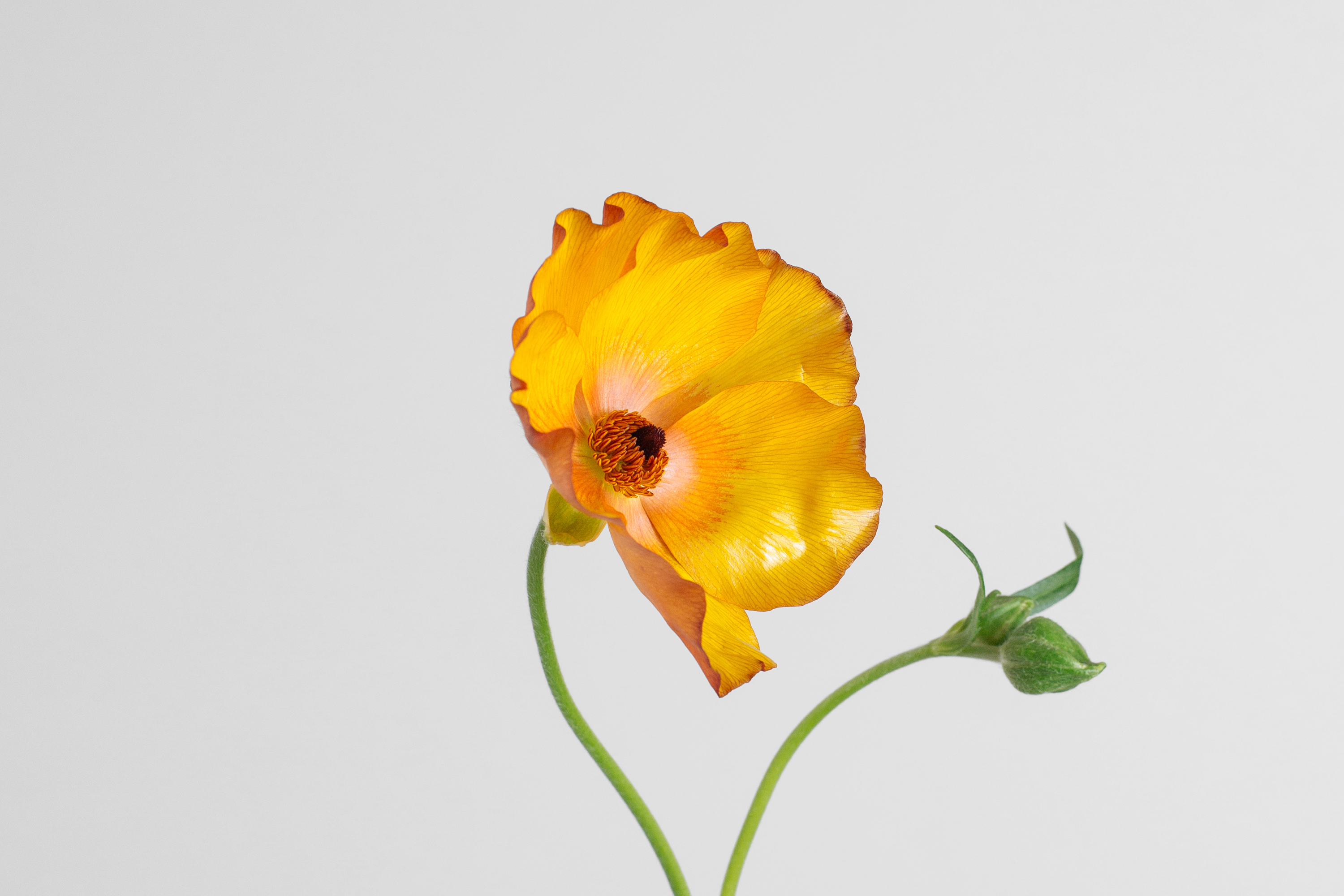 Butterfly Ranunculus