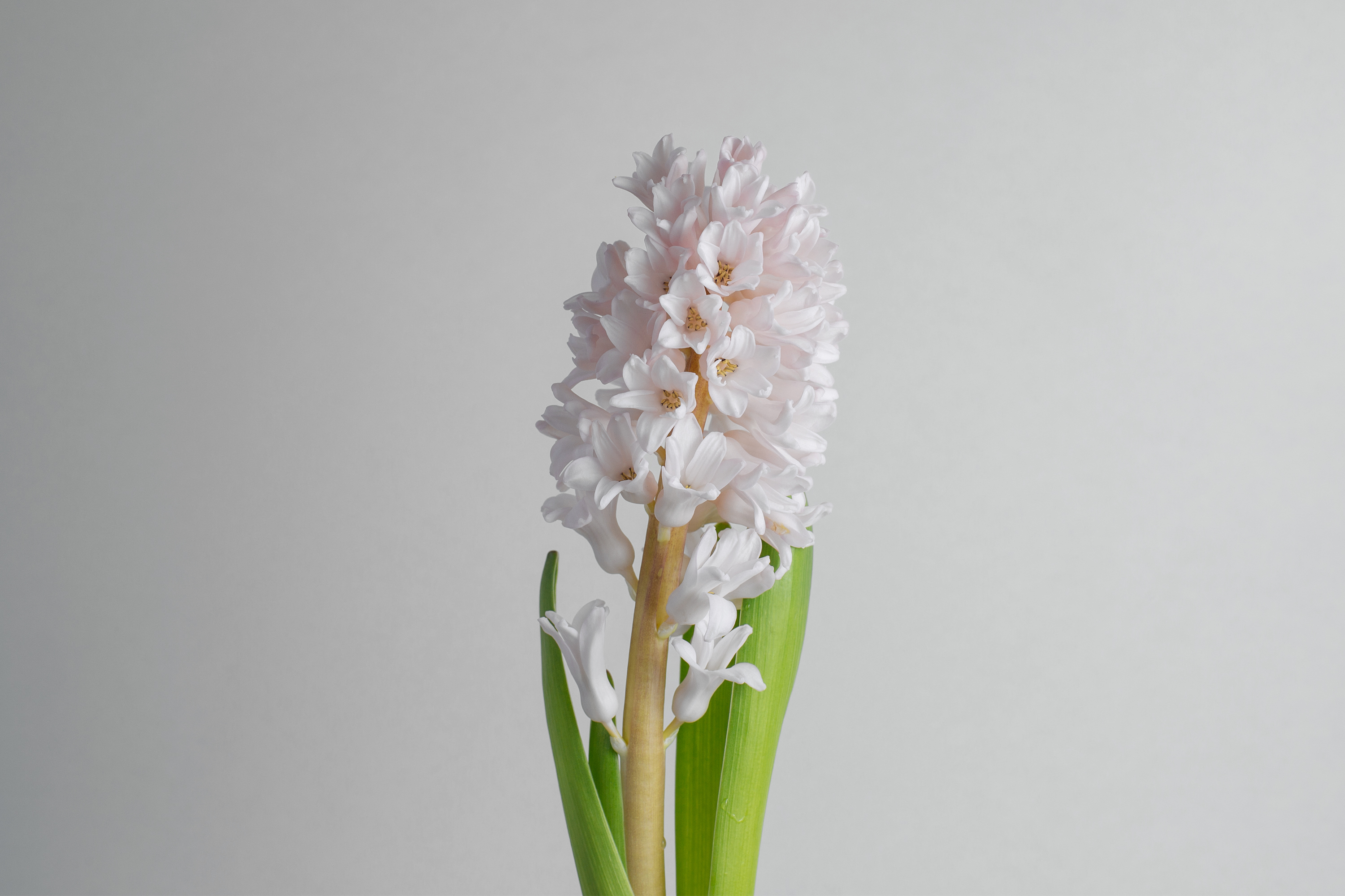 Hyacinth