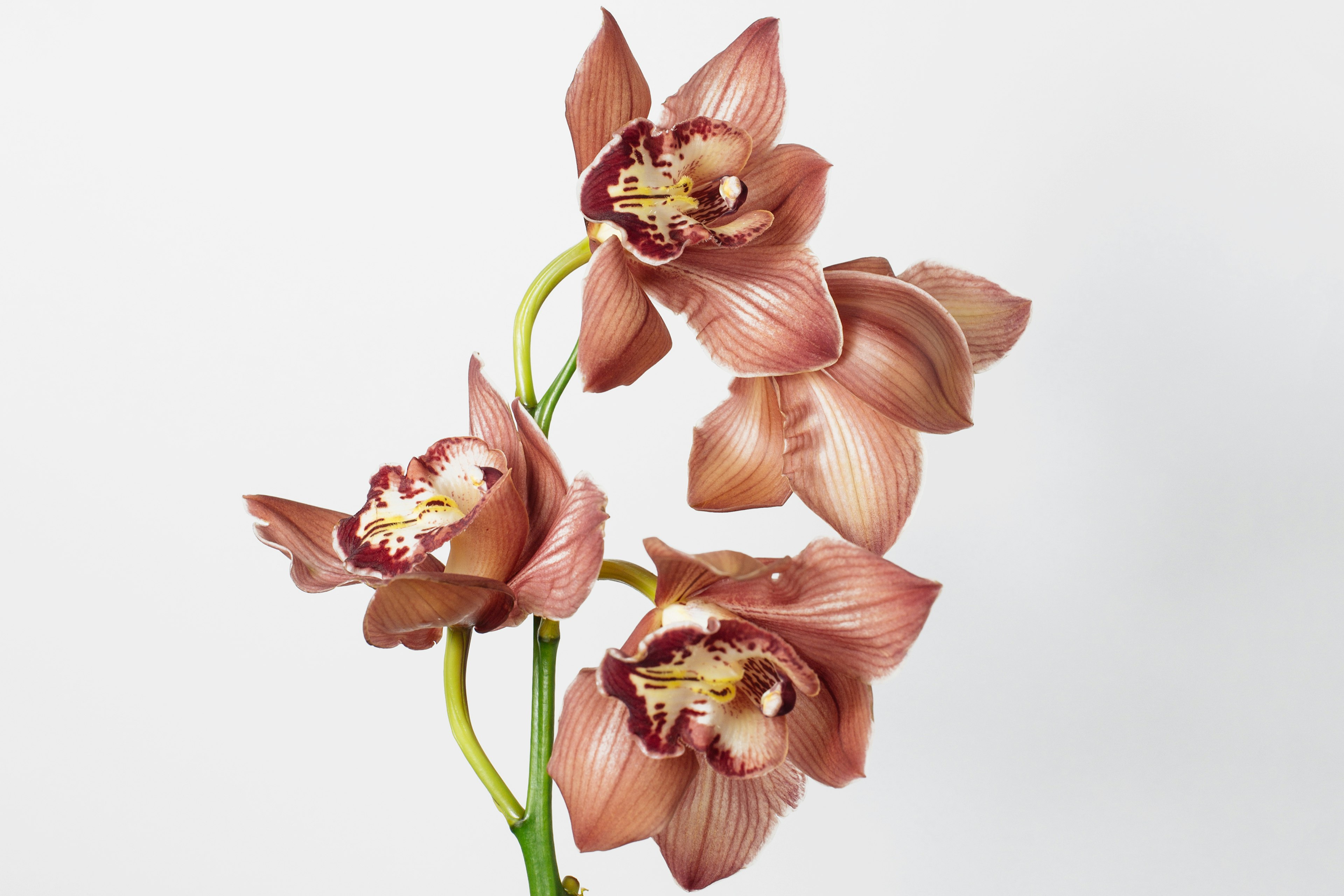 Cymbidium Orchid