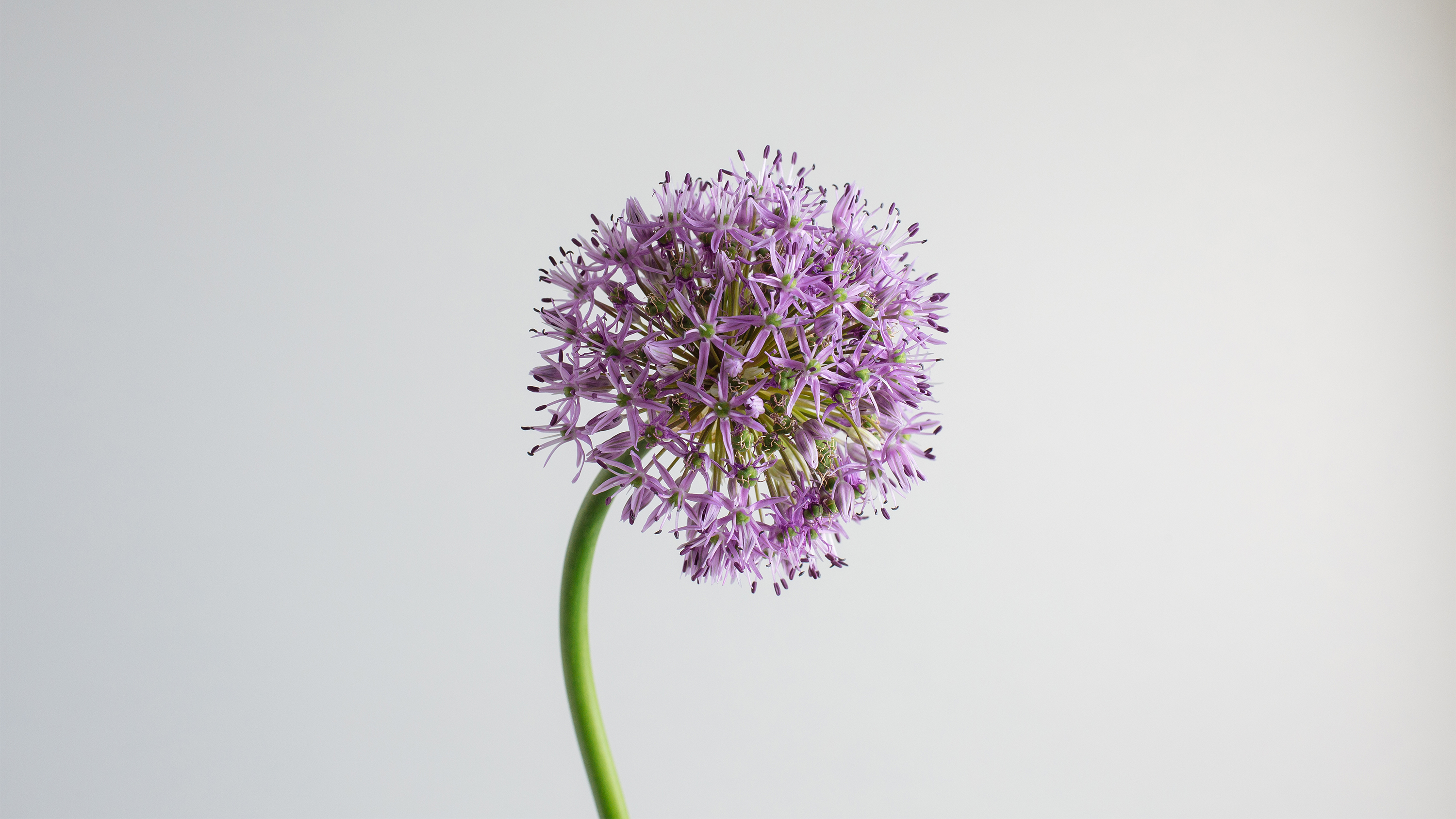 Allium